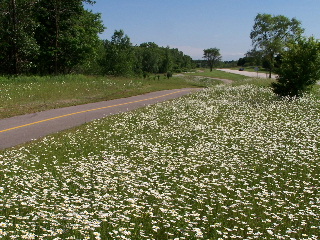 Bike Trail Daisies